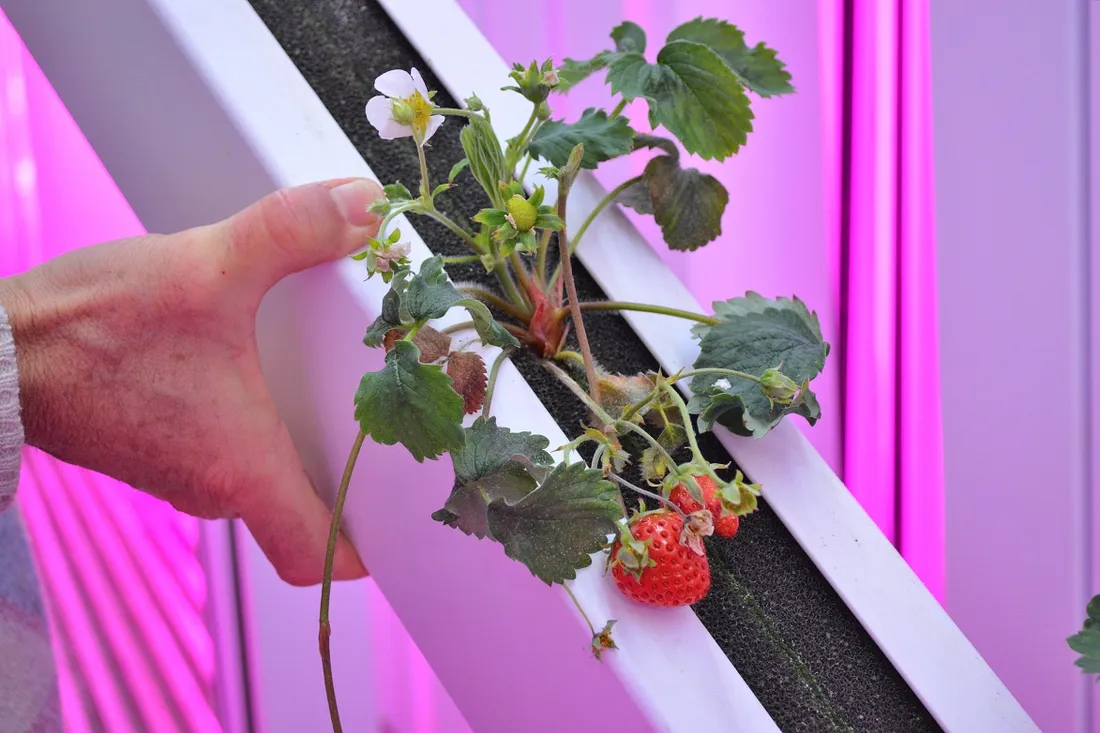 Salades en containers